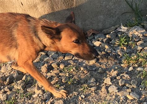 Bulacan continues to provide free vaccination against rabies.